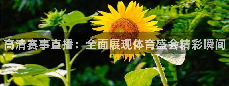 高清赛事直播：全面展现体育盛会精彩瞬间